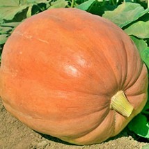 Fresh New Mammoth Gold Pumpkin Natural 12 Seeds Delicious USA Seller - £11.85 GBP