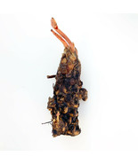 WATER LILY YELLOW  MUNGKALA UBON TUBER -  Live Plants  SUPER PRICE!!!!!! - $21.71 CAD