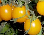 50 Gold Nugget Cherry Tomato Seeds High Germination Non-Gmo Fast Shipping - $8.99