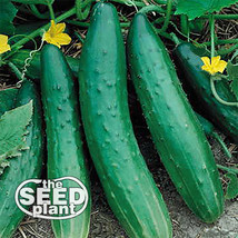 Sweet Burpless Cucumber Seeds 50 Seeds Fresh Gardening USA Shipping - $5.78