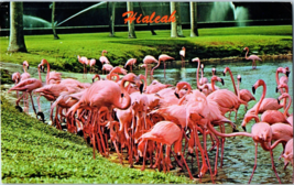 Colorful Pink Flamingos Feeding At Hialeah Race Course Postcard Posted 1978 - £4.10 GBP