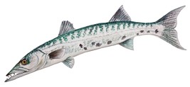 Barracuda Fish High Quality Art Decal Sticker Truck Wall Cup Cooler Tack... - $6.95+