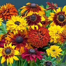 200 All Sorts Mix Rudbeckia Seeds Planting Gardening USA SELLER - $12.96