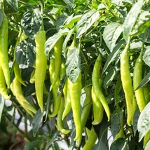 Noom Thai Chili Seeds - 10 Organic Green Pepper Seeds, Spicy Home Gardening, Uni - £2.37 GBP