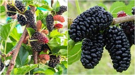 Live Plant Nigra Morus Dwarf Everbearing Mulberry Super Sweet Fruit 4&quot; Pot - £39.95 GBP