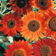 100 Pcs Earthwalker Sunflower Flower Seeds #MNSS - £11.93 GBP