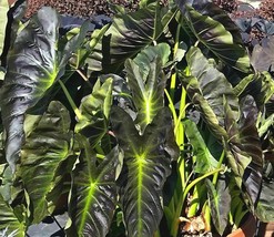 Rooted Starter Plant ALOHA Elephant Ear Colocasia Esculenta - £29.14 GBP