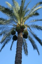 Grow 10 Canary Island Date Palm Phoenix Canariensis Tree Seeds - $9.11