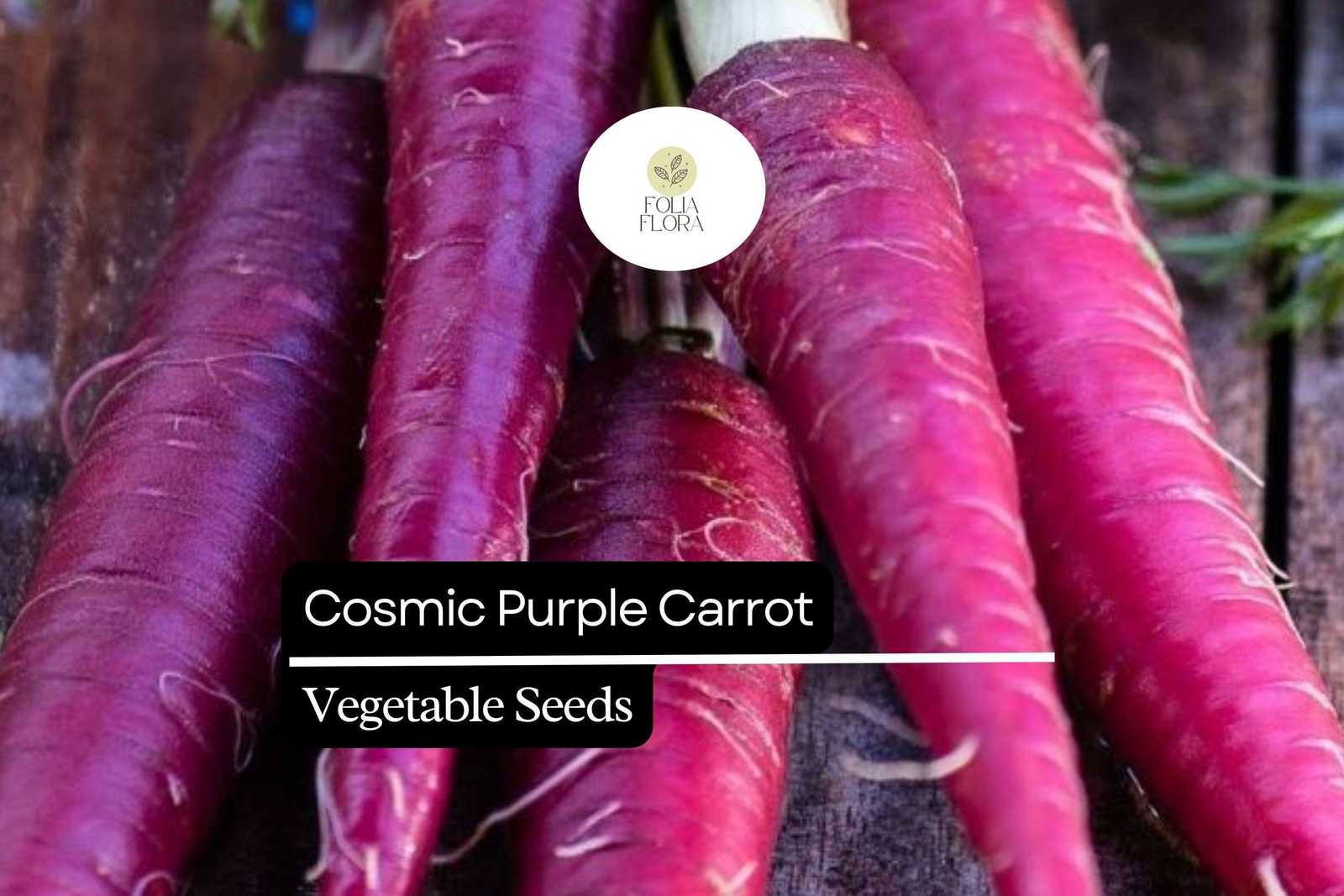 300 Seeds Cosmic Purple Carrot (Daucus carota) – Vibrant Purple Carrots ... - $5.14