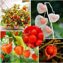 Physalis Alkekengi Seed Chinese Lantern Fruits Mixed Fresh Fast Shipping - $4.80