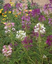 Sale 1000 Seeds Cleome Landscaper&#39;s Pack Bulk Mixed Colors Spider Plant Non-Gmo - £10.79 GBP