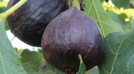 THJAR 100+ Ischia Black Fig Seeds For Garden Planting - $10.96