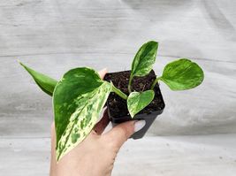 Rare Marble Queen Pothos Variegated Plant In 3&quot; Pot Rooted Live Plant - £12.78 GBP