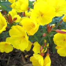 Oenothera Missouriensis Dwarf Evening Primrose 50 Flower Seeds Gardening USA SEL - £8.31 GBP