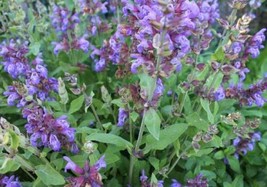 Italian Sage Salvia Officinalis Variety Sizes  - £2.18 GBP