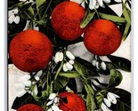 Oranges and Blossoms UDB Postcard T21 - $2.63