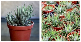 4&quot; Zebra Haworthia | Haworthiopsis Fasciata | Live Succulents | Cacti - $34.99
