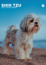 Shih Tzu Calendar 2026 - $19.99