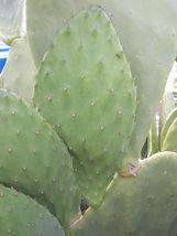 1 Cutting for Pad Production, Cactus, Opuntia ficus indica, Nopal, Prickly Pear. - £47.78 GBP
