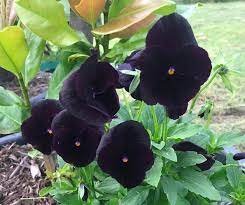 50 Pcs Viola Pansy Clear Chrystals Black Item image 3