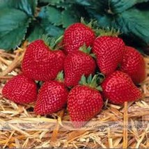 Elan F1 Strawberry Seeds, 1 Professional Pack, 100 Seeds / Pack, Large Bright Re - £3.13 GBP