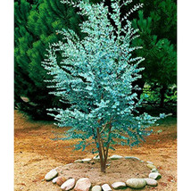 Seed Blue Eucalyptus Mini Tree Exotic Shrub Flower Pots Planters Tropical Orname - $13.90