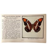 California Sister Butterfly 1934 Butterflies Of America Insect Art PCBG14C - £15.89 GBP