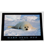 HARP SEAL PUP POSTER FROM 1995   - £15.62 GBP