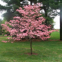Pink Dogwood Seedling - $59.95