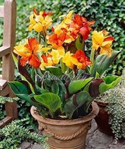 200 Seeds Canna Lily Potted Flower Seeds Yellow Red Flowers Beautiful - $18.11