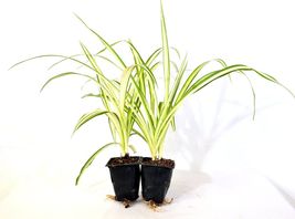 Ocean Spider Plant - Easy to Grow - Cleans the Air - NEW - 2 Pack  #NR - $18.99