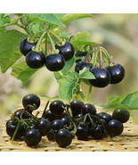 Black Nightshade Plant Solanum Nigrum Edible Berries Traditional And Orn... - $20.37 CAD
