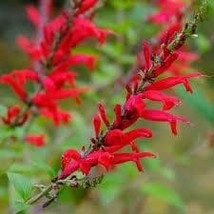 Scarlet Sage 200 Seeds Free Shipping - $4.00