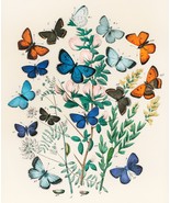 13220.Decor Poster.Home wall.Room vintage art design.Old butterfly illus... - $23.47 CAD+