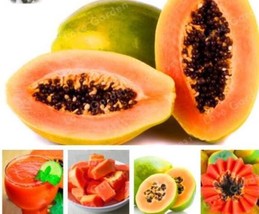 100% True Papaya Carica Seeds - £11.05 GBP