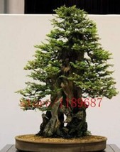 100 Pieces/Bag Seloia Coast Redwood Bonsai Sequoia Sempervirens Bonsai Potted Tr - £5.30 GBP