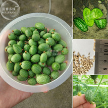 Melothria Scabra Cucamelon Mouse Melon Seeds Mexican Miniature Watermelo... - $88.74 MXN