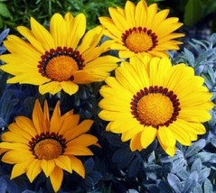 50 Gazania Frosty Kiss Yellow Flower Seeds  - $21.85