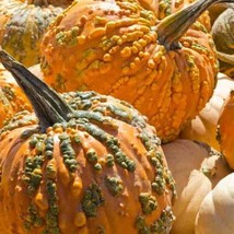 10 Knucklhead Pumpkin Seeds Fresh Seeds Fast Shipping - £9.49 GBP