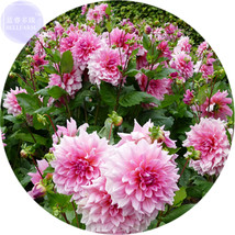 Pink Red Dahlia Flower Seeds 50 Seeds Fresh Seeds for Planting - £8.95 GBP