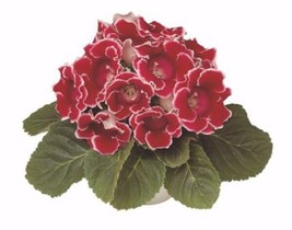 Pelleted Gloxinia Seeds Gloxinia Avanti Red White Edges 25 Pelleted Seedsgarden  - £22.20 GBP