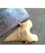 2 INCH OTODUS TOOTH REAL SHARK SEA FOSSIL TEETH MEGALODON ANCESTOR EXTIN... - $19.75