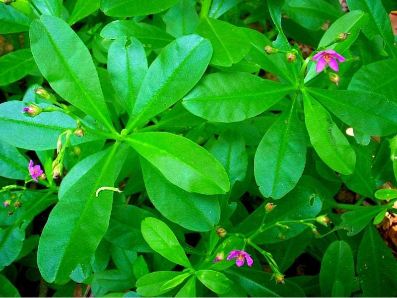 Waterleaf(Talinum triangulare) 400 seeds cost is 10 USD, shipping cost is 10 USD - £25.57 GBP