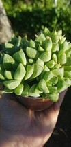 Haworthia Cuspidata (4&quot; pot) - $209.21 MXN