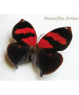 Scarlet Leafwing Siderone Nemesis Female Butterfly Framed Entomology Sha... - $115.49 CAD