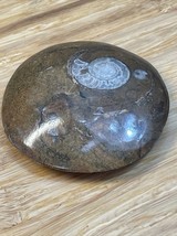 Natural Ammonite Snail Fossil Small KG JD - $17.80 CAD
