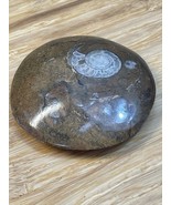 Natural Ammonite Snail Fossil Small KG JD - $17.65 CAD