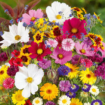 Wildflower Mix Country Garden All Colors Heirloom Cut Flowers Nongmo 500... - £8.39 GBP