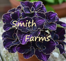 25 Seeds Amethyst Coleus Flowers Beautiful Purple Leaves From US - $10.25