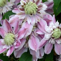 Josephine Evijohil Clematis Large Blooming Pink And White Flowers Vine Starter P - $90.90